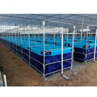 High Quality Uv Protection Plastic Fish Tank Aquarium Tank Fish Filter  Biofloc Reliance Pvc Fish Farming Tank supplier